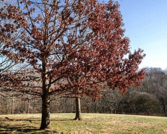 trees at cherokee park in louisville kentucky