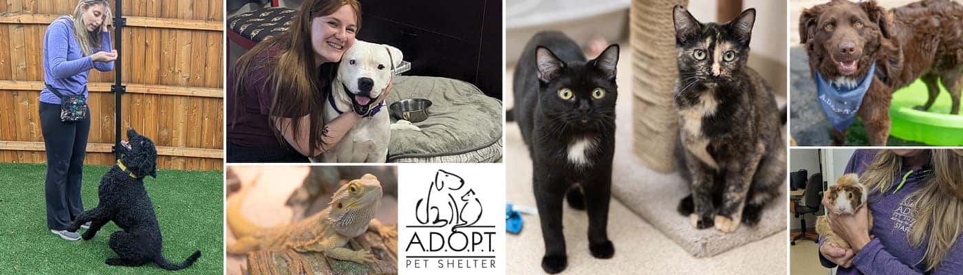Test Drive to Give at Bill Jacobs BMW to benefit ADOPT Pet Shelter