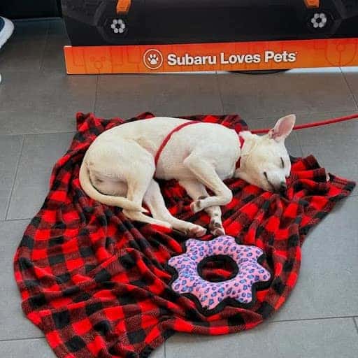 Sleeping puppy