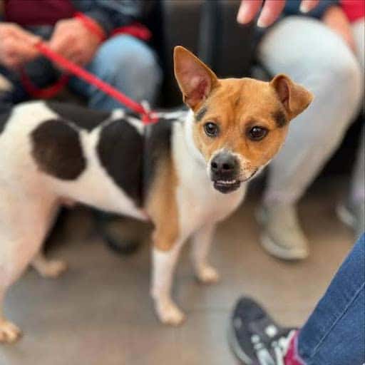 Dog with Black and Tan spots