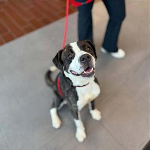 Black and White puppy sitting with smile