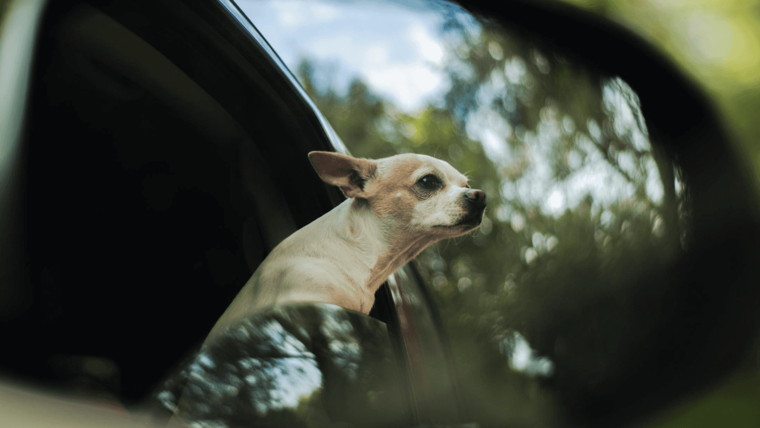 Visit a Conklin dealer to find Used Cars for sale Near Wichita, KS