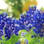 A close up is shown of bluebonnet flowers in a field.