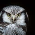 Portrait of a northern hawk-owl (against a dark background.