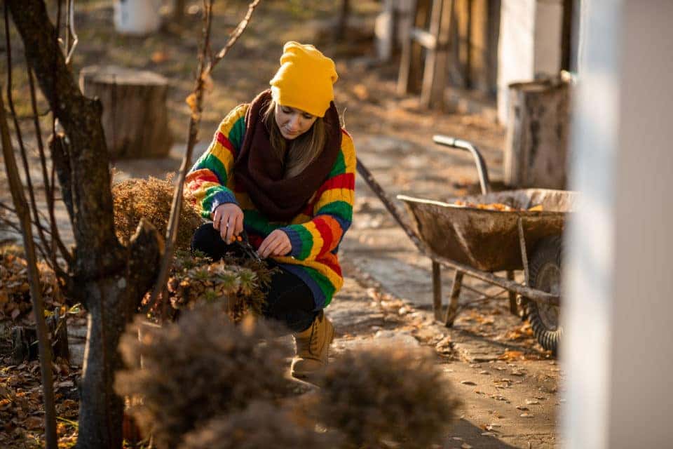 woman pruning