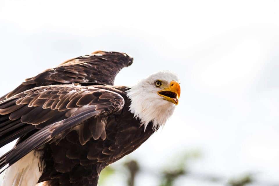 Eagle