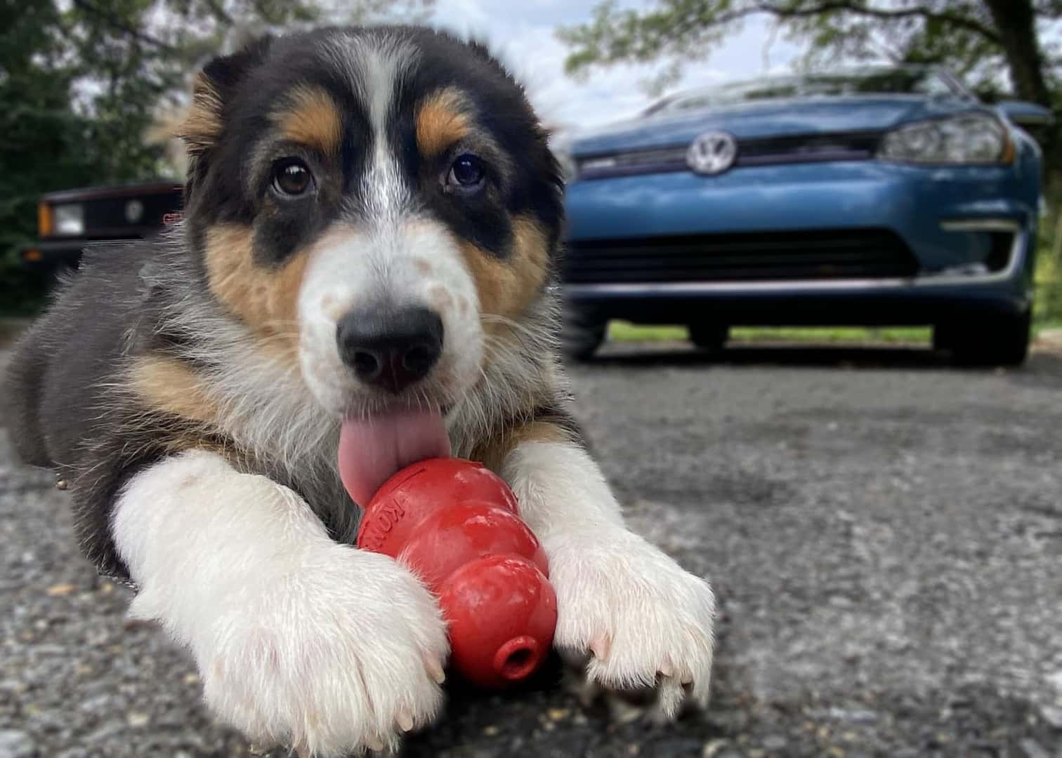 Dog eating kong store toy