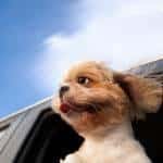 Dog in a Car Window