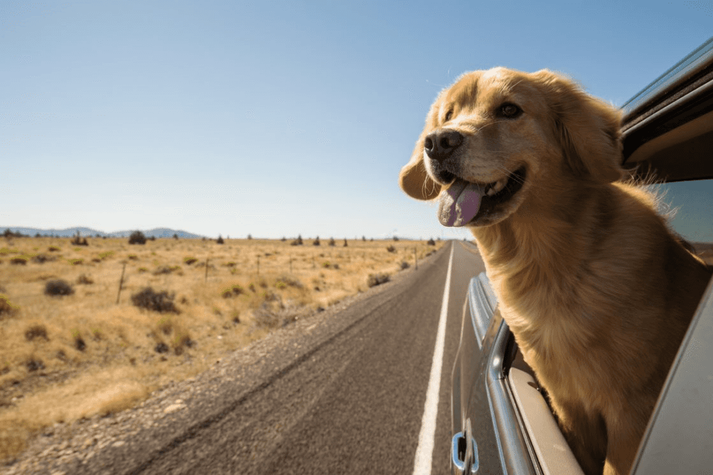 Dog looking out window