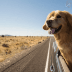 Dog looking out window