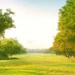 Beautiful morning light in public park with green grass field
