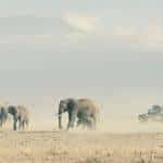 Remembering Elephants