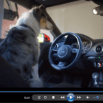 audi dog
