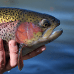 trout