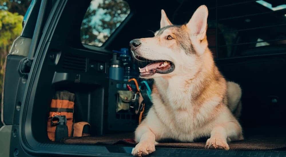 A dog is shown laying in the rear cargo area of a 2026 Honda Passport TrailSport.