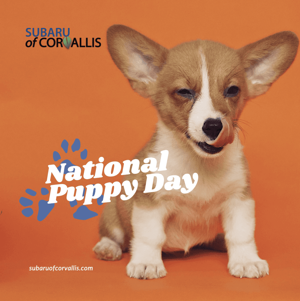 "Subaru of Albany National Puppy Day Subaruofcorvallis.com" is what it says on top of an image of a corgi puppy licking his face sitting on an orange background.