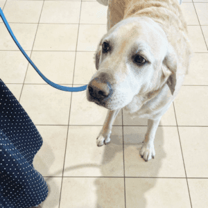 meet Xander from abc house