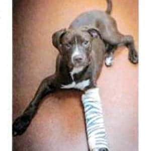 Humane Society of Huron Valley