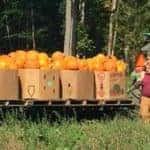 Stony Hill Corn Maze & Fun Park