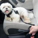 Pets-in-Cars